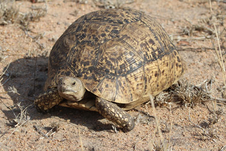 Leopard Tortoise